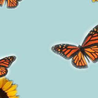 Summer rustic iPhone wallpaper