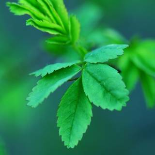 Spring panoramic wallpaper