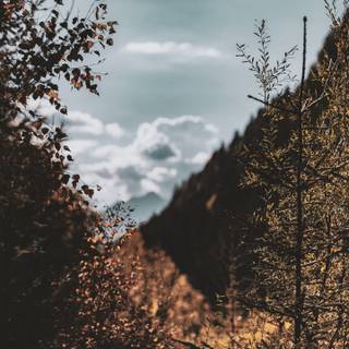 Summer rustic iPhone wallpaper