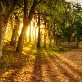 Nice summer morning wallpaper