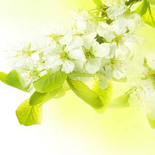 Spring panoramic wallpaper