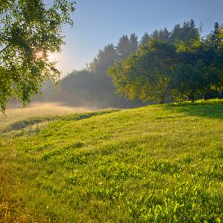 Nice summer morning wallpaper