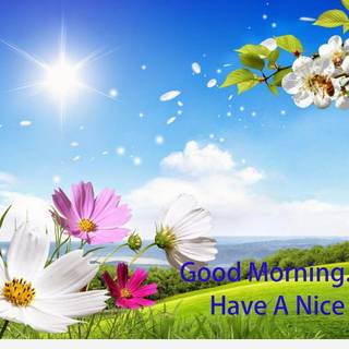 Nice summer morning wallpaper