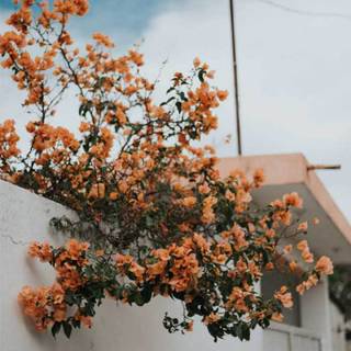 Summer rustic iPhone wallpaper