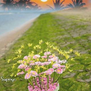 Nice summer morning wallpaper