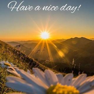 Nice summer morning wallpaper