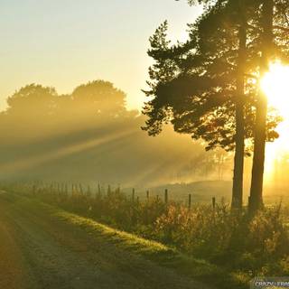 Nice summer morning wallpaper