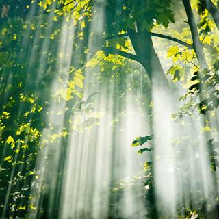 Nice summer morning wallpaper