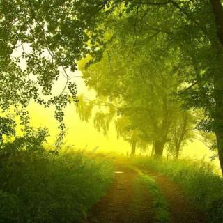 Nice summer morning wallpaper