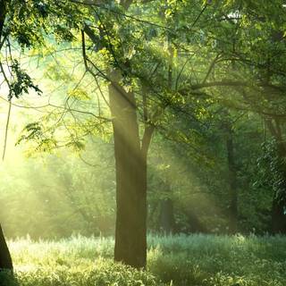 Nice summer morning wallpaper