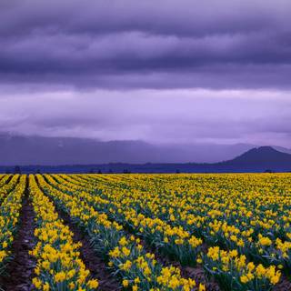 Spring panoramic wallpaper