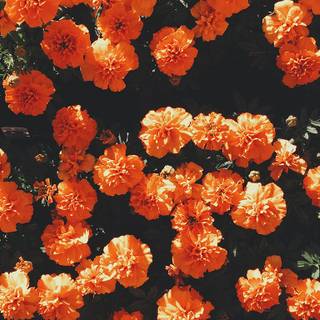 Summer flower laptop wallpaper