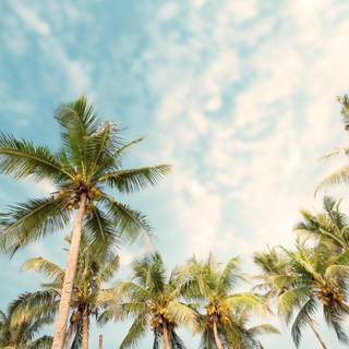 Palms summer wallpaper