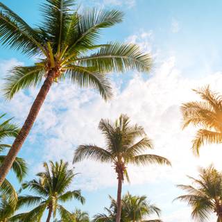 Palms summer wallpaper