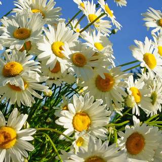 Summer flower laptop wallpaper