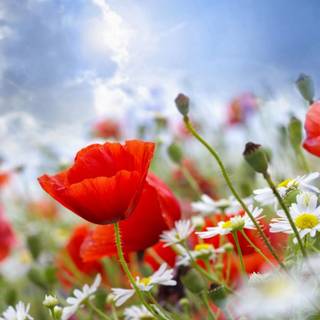 Summer and flowers wallpaper