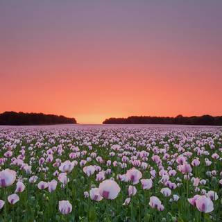 Summer flower laptop wallpaper