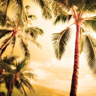 Palms summer wallpaper
