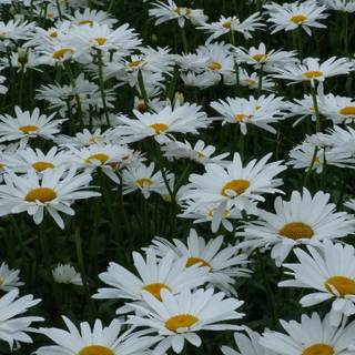 Summer flower laptop wallpaper