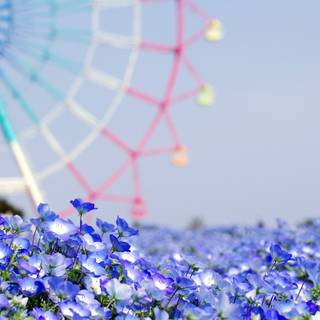 Summer flower laptop wallpaper