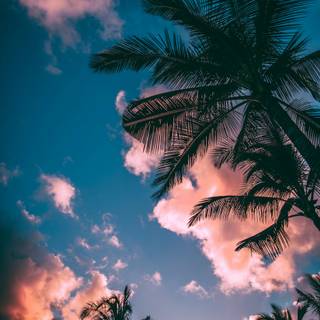 Palms summer wallpaper