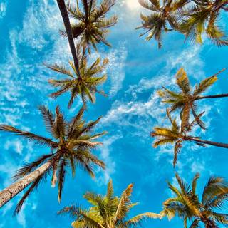 Palms summer wallpaper