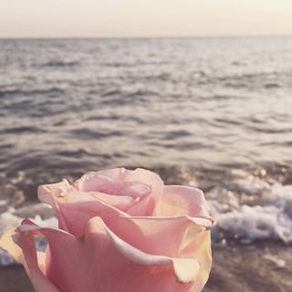 Pink aesthetic summer wallpaper