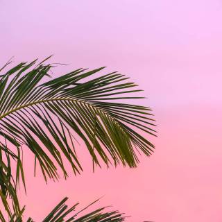 Pink aesthetic summer wallpaper