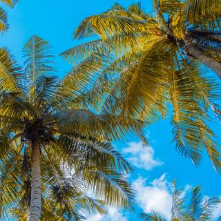 Palms summer wallpaper