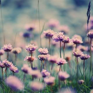 Summer flower laptop wallpaper