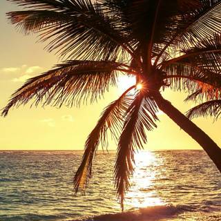 Palms summer wallpaper