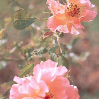 Pink aesthetic summer wallpaper