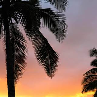 Palms summer wallpaper