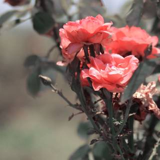 Summer flower laptop wallpaper