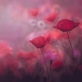 Summer flower laptop wallpaper