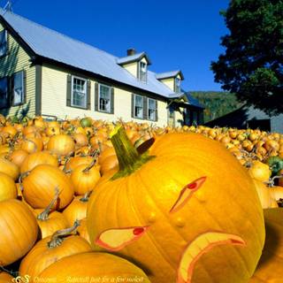 Cute Halloween pumkin wallpaper