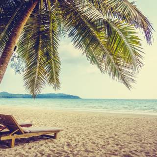 Palms summer wallpaper