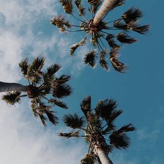 Palms summer wallpaper