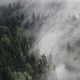 Smoky forest wallpaper