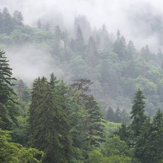 Smoky forest wallpaper