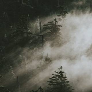 Smoky forest wallpaper
