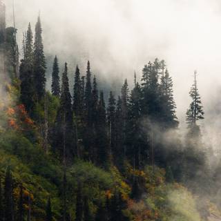 Smoky forest wallpaper