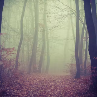 Smoky forest wallpaper