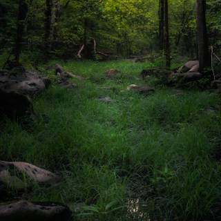 Smoky forest wallpaper