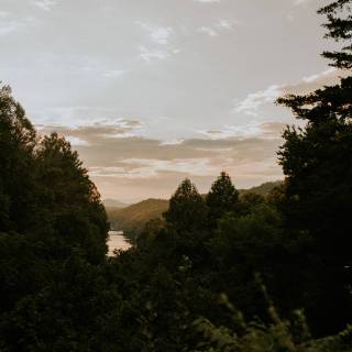 Smoky forest wallpaper