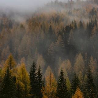 Smoky forest wallpaper