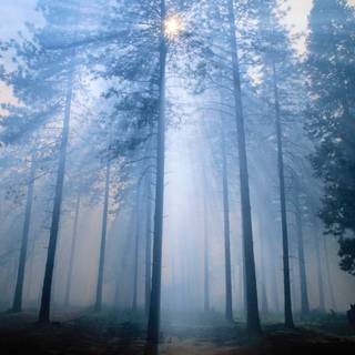 Smoky forest wallpaper