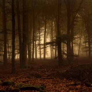 Smoky forest wallpaper