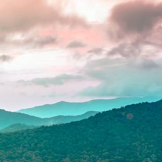 Smoky forest wallpaper