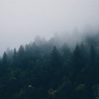 Smoky forest wallpaper